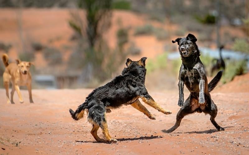 Pack of homeless dogs fighting in the street