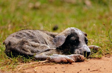 Lonely stray puppy standing alone