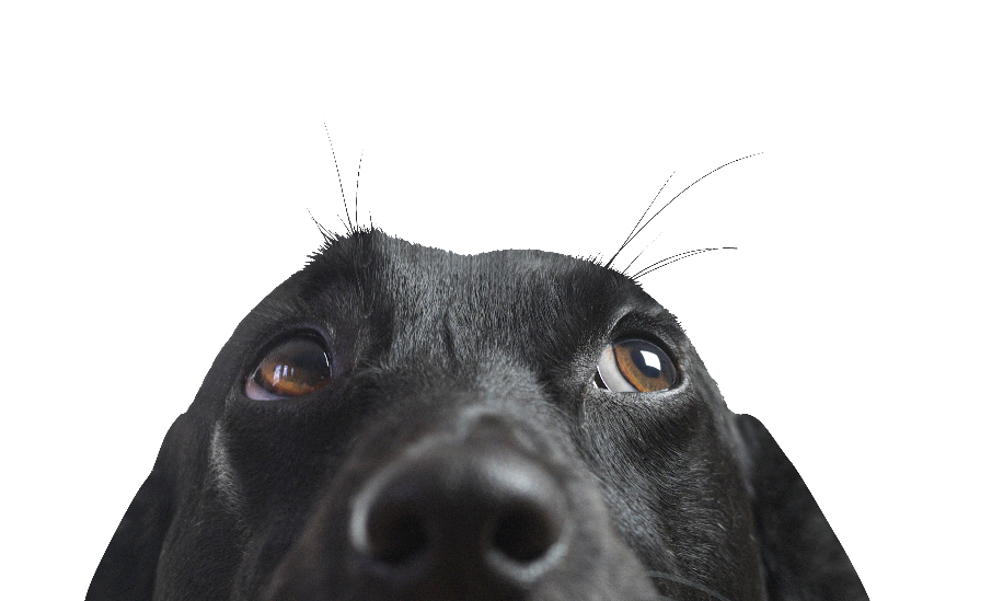 Black dog peeking up
